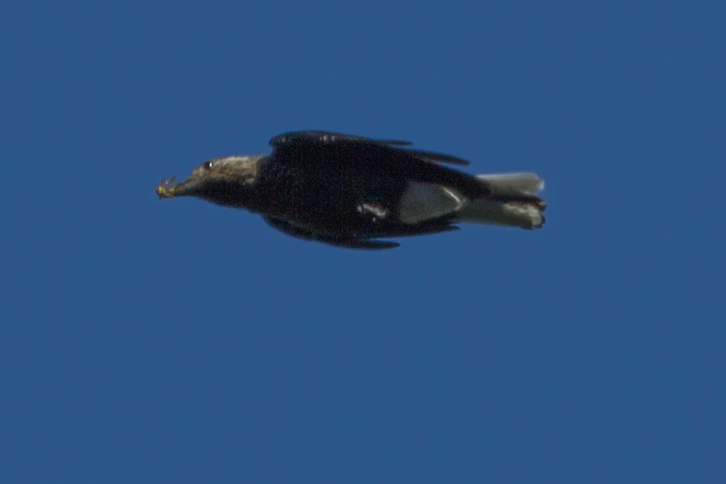 星鸦(Nucifraga hemispila)