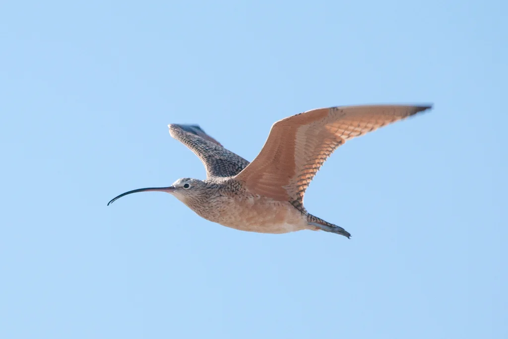 长嘴杓鹬(Numenius americanus)