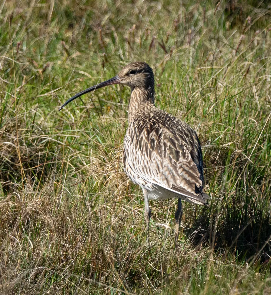 白腰杓鹬(Numenius arquata)