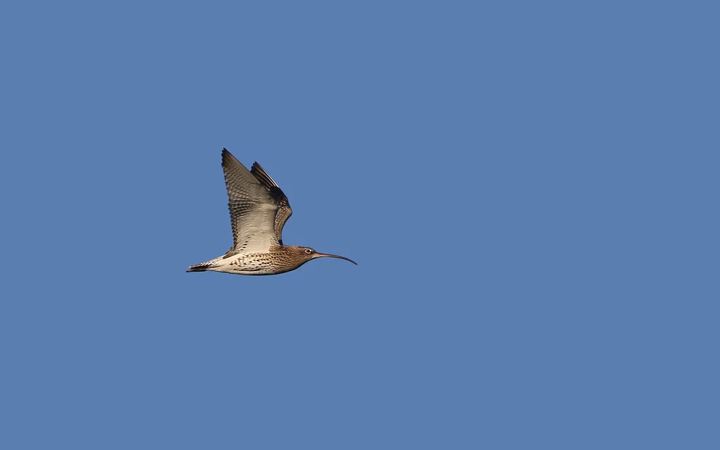 白腰杓鹬(Numenius arquata)