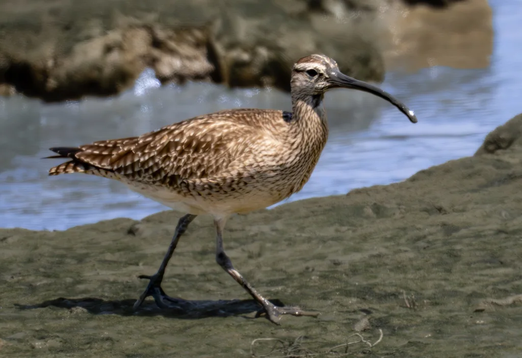哈德森杓鹬(Numenius hudsonicus)