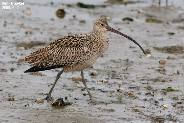 大杓鹬(Numenius madagascariensis)