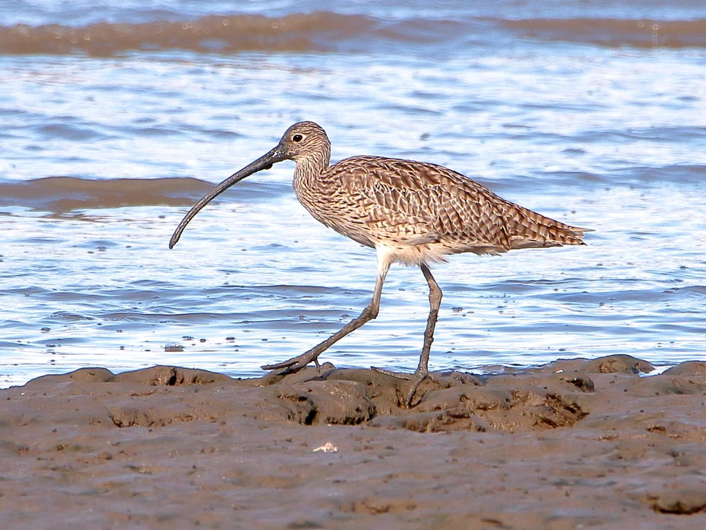 大杓鹬(Numenius madagascariensis)