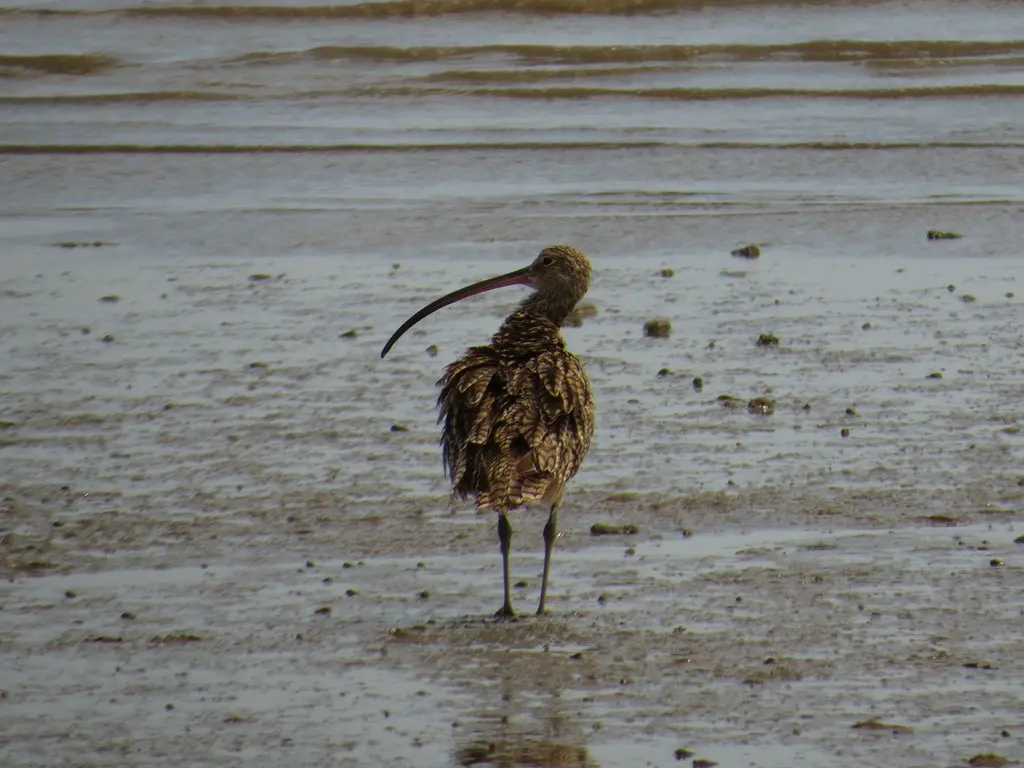 大杓鹬(Numenius madagascariensis)