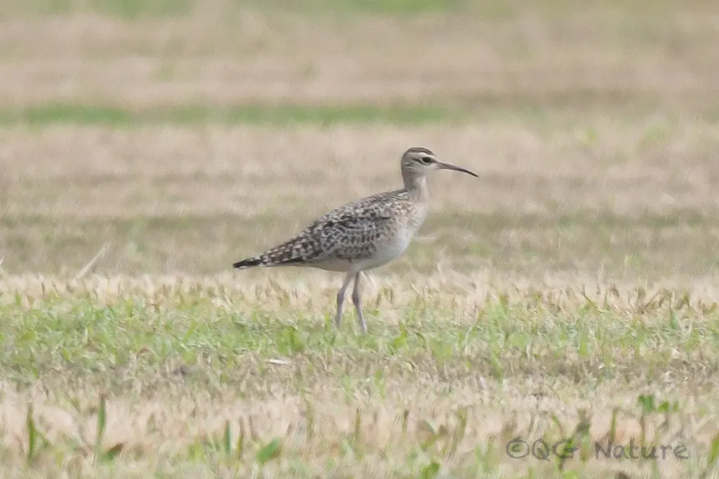 小杓鹬（Numenius minutus）