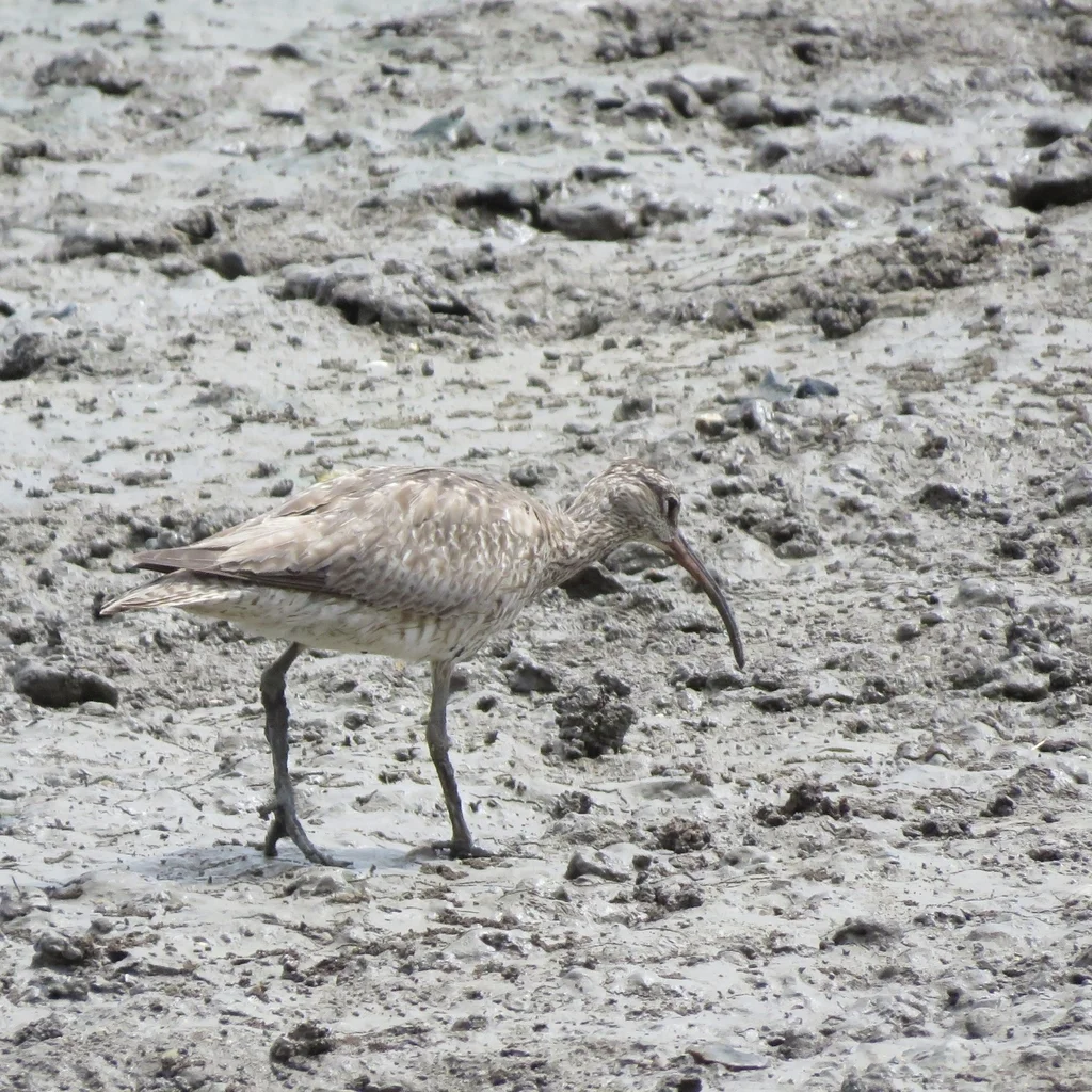 中杓鹬(Numenius phaeopus)