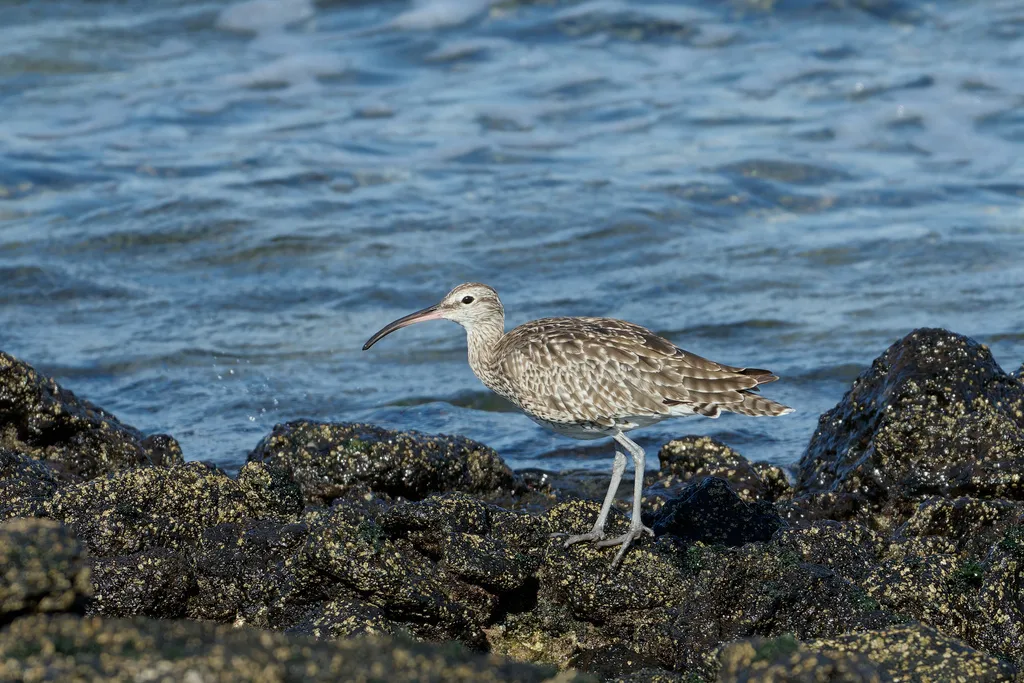 中杓鹬(Numenius phaeopus)