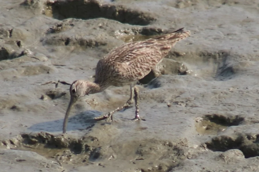 中杓鹬(Numenius phaeopus)