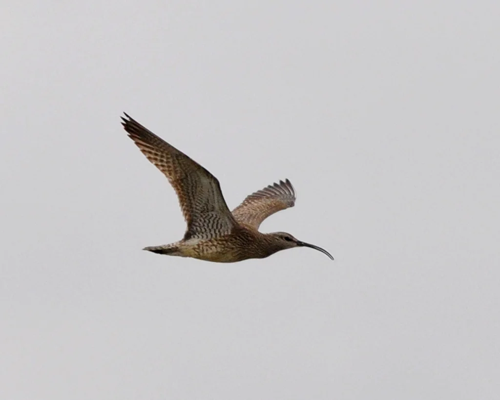 中杓鹬(Numenius phaeopus)