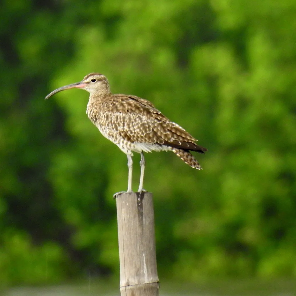 中杓鹬(Numenius phaeopus)