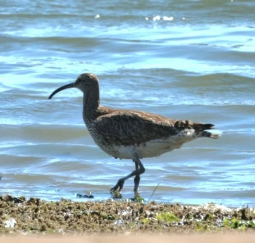 中杓鹬(Numenius phaeopus)