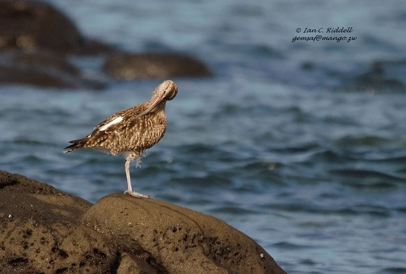 中杓鹬(Numenius phaeopus)