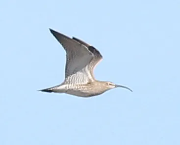中杓鹬(Numenius phaeopus)