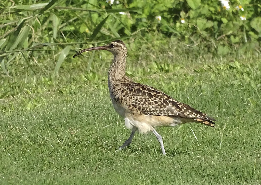 太平洋杓鹬(Numenius tahitiensis)