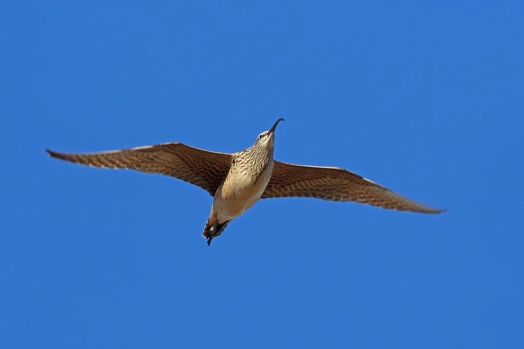 太平洋杓鹬(Numenius tahitiensis)