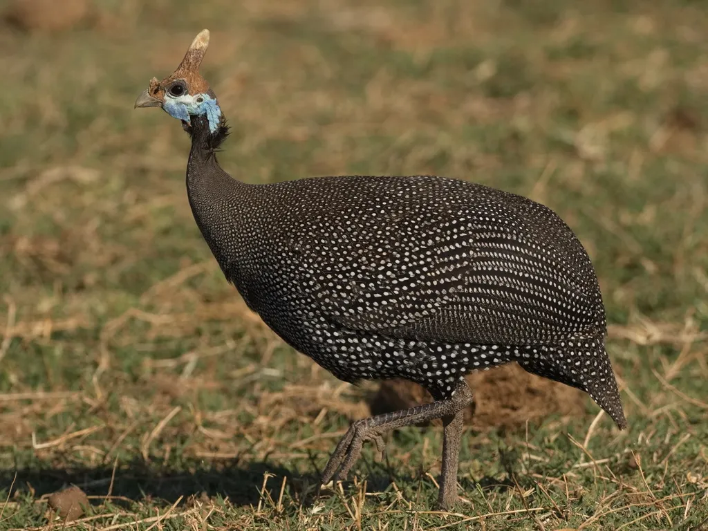 珠鸡(Numida meleagris)