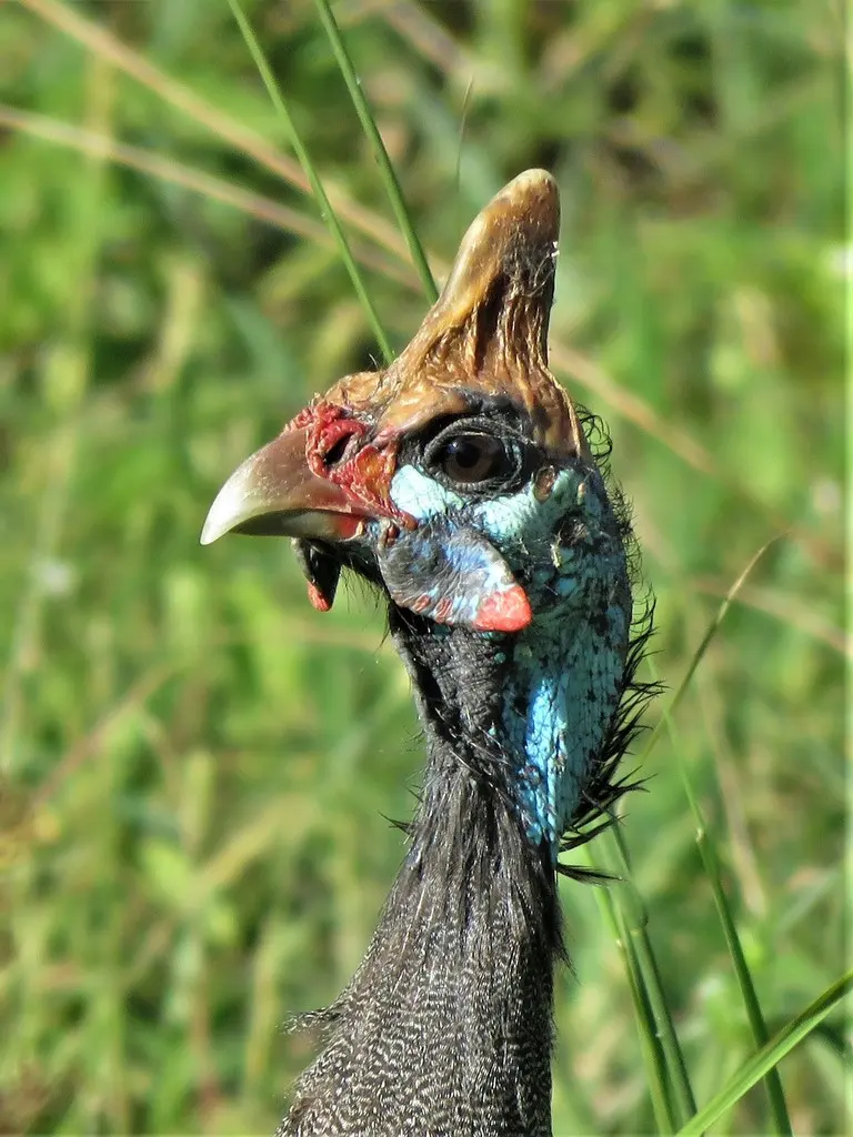 珠鸡(Numida meleagris)
