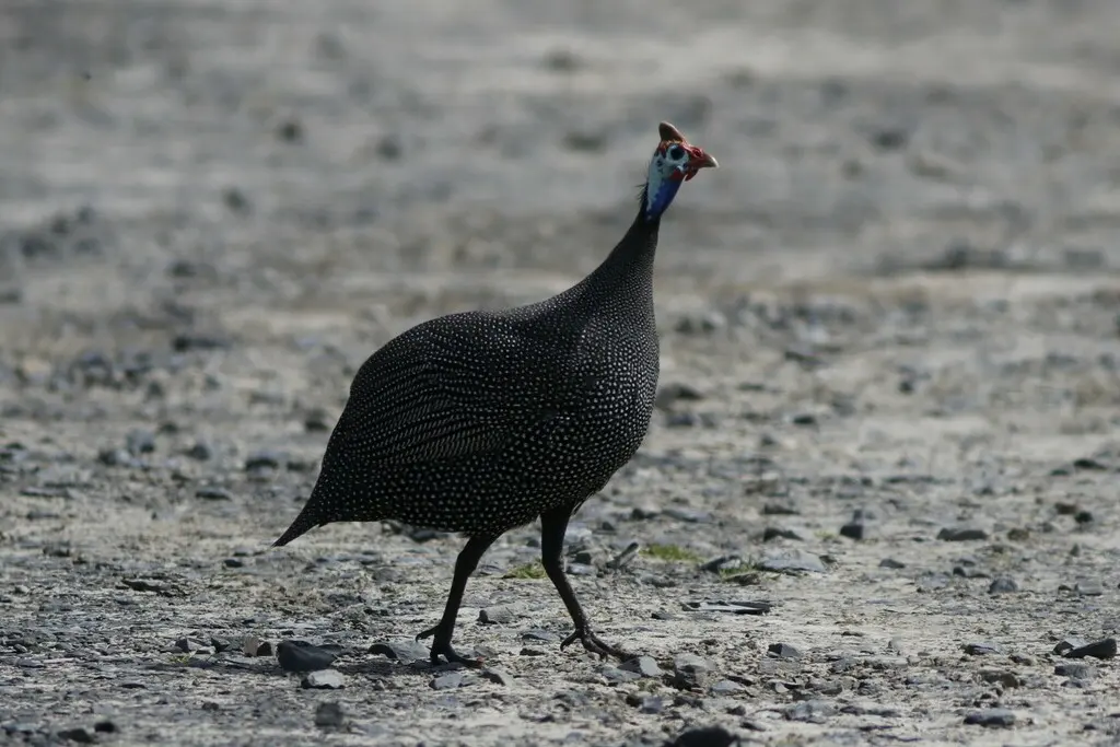 珠鸡(Numida meleagris)