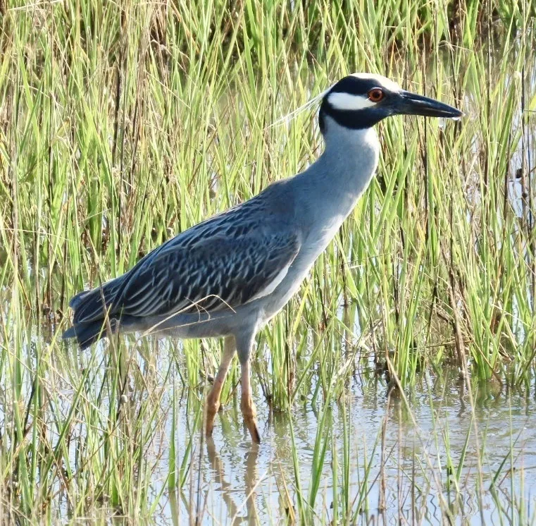 黄冠夜鹭(Nyctanassa violacea)