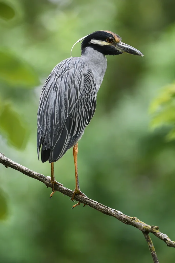黄冠夜鹭(Nyctanassa violacea)