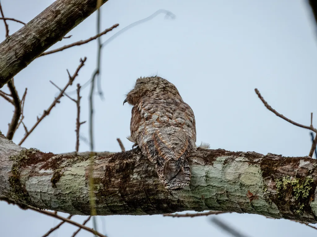 大钩嘴夜鹰(Nyctibius grandis)