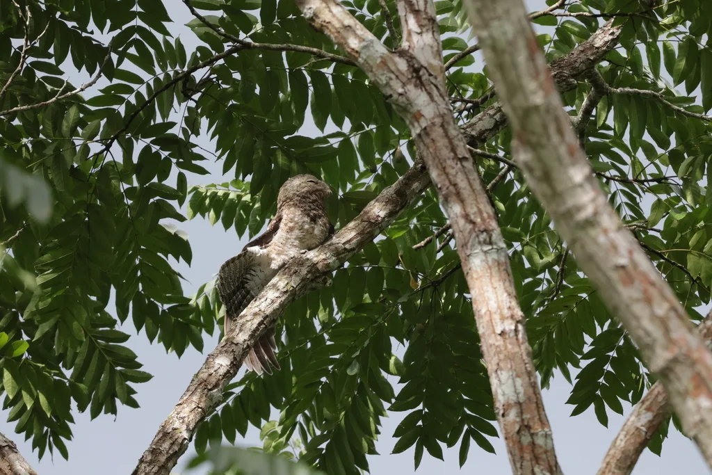 大钩嘴夜鹰(Nyctibius grandis)