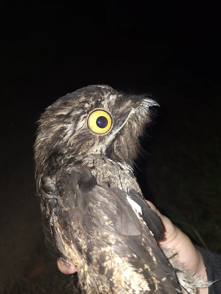 钩嘴夜鹰(Nyctibius griseus)