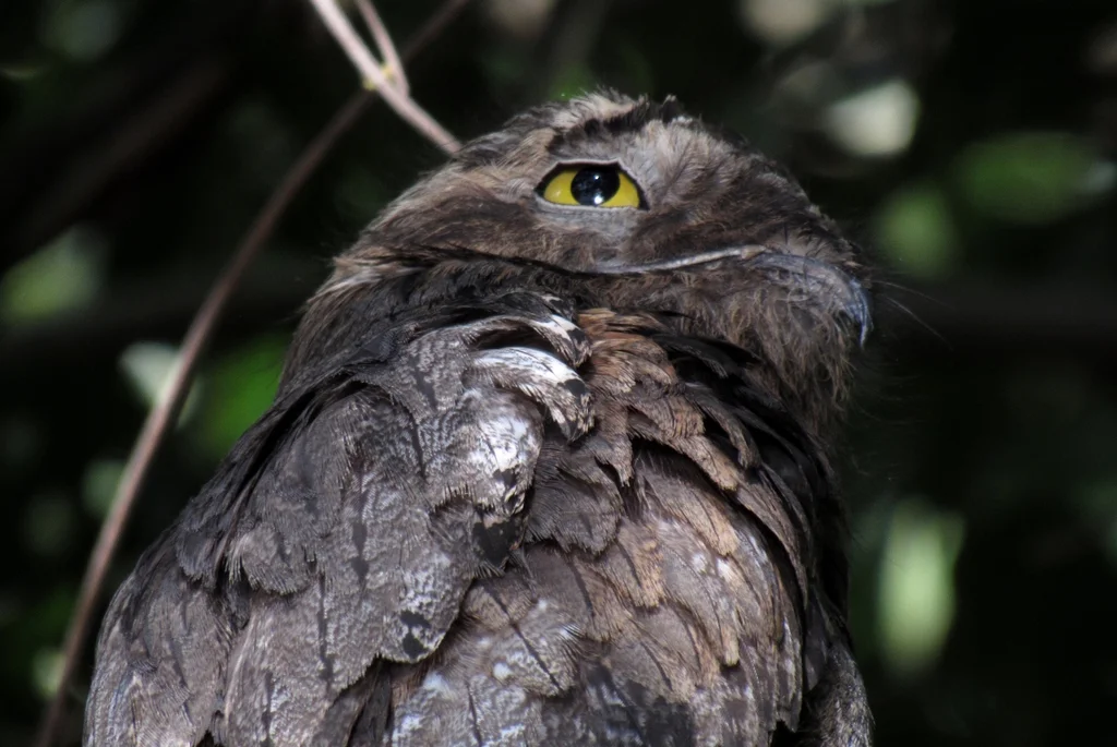 钩嘴夜鹰(Nyctibius griseus)