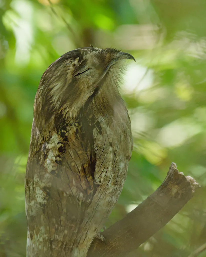 北钩嘴夜鹰(Nyctibius jamaicensis)