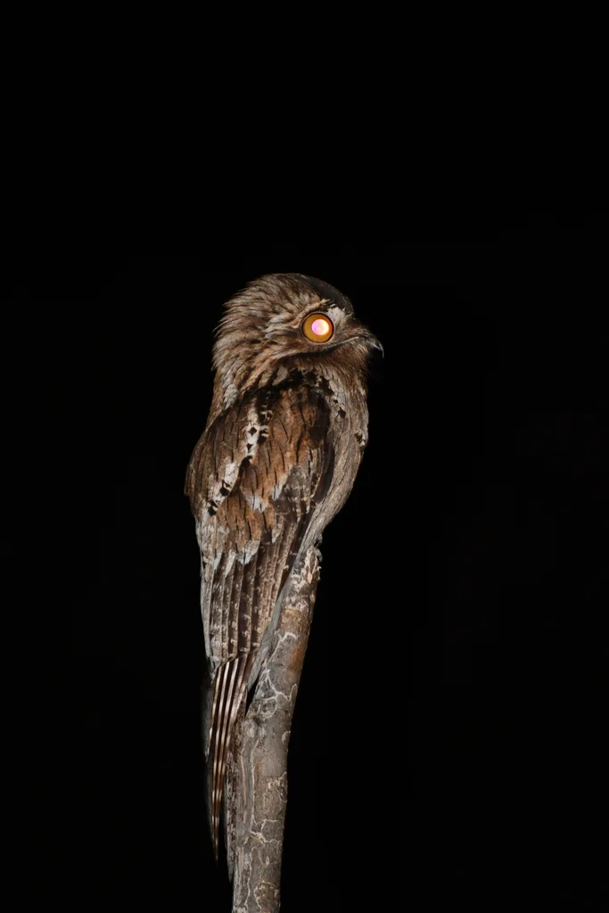 北钩嘴夜鹰(Nyctibius jamaicensis)