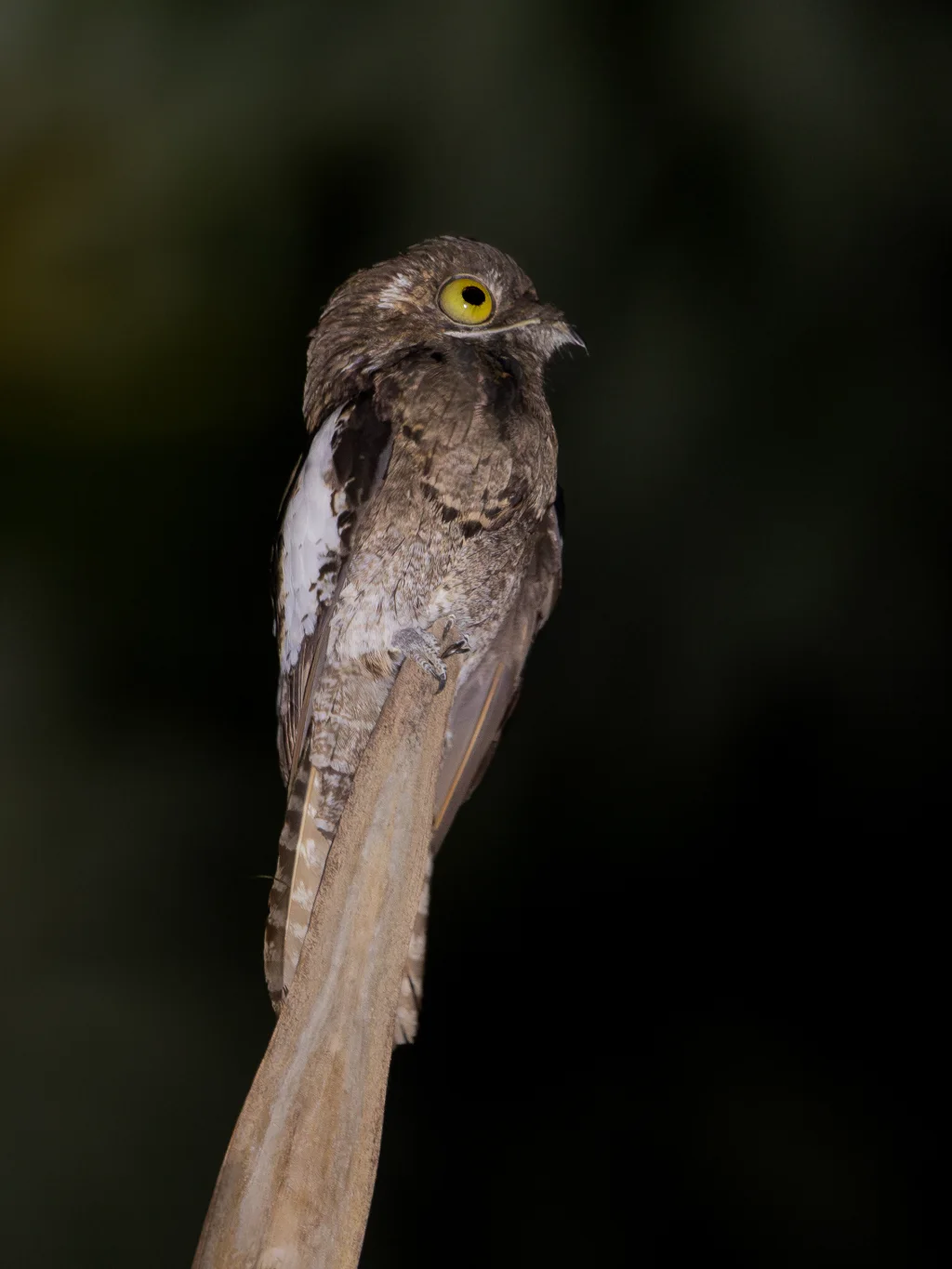 白翅钩嘴夜鹰(Nyctibius leucopterus)