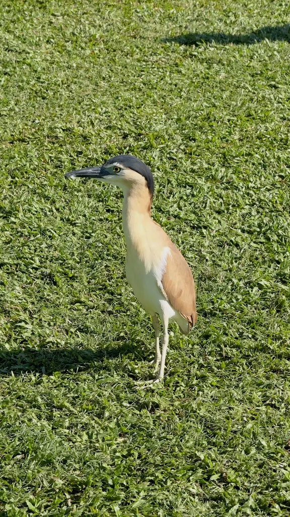 棕夜鹭（Nycticorax caledonicus）