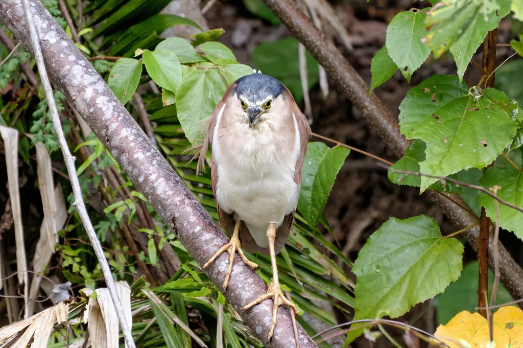 棕夜鹭（Nycticorax caledonicus）