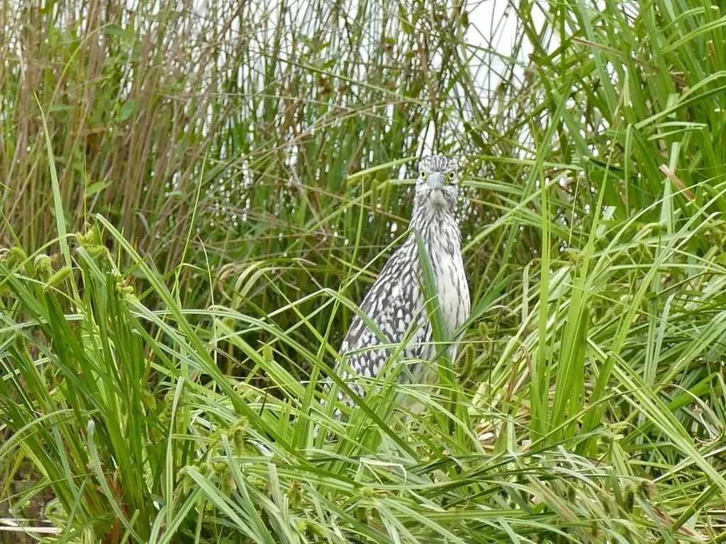 棕夜鹭（Nycticorax caledonicus）