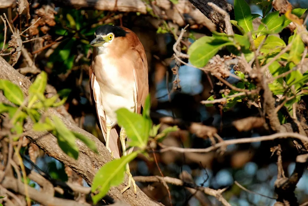棕夜鹭（Nycticorax caledonicus）