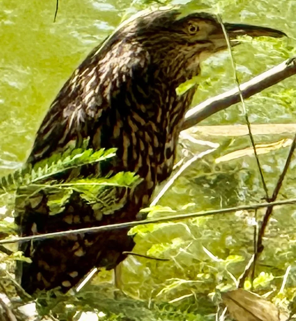棕夜鹭（Nycticorax caledonicus）