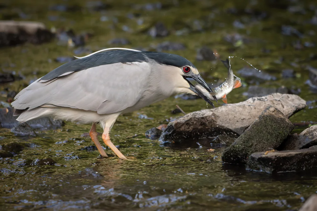 夜鹭(Nycticorax nycticorax)