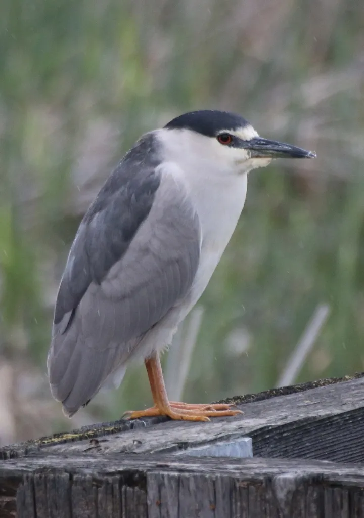 夜鹭(Nycticorax nycticorax)