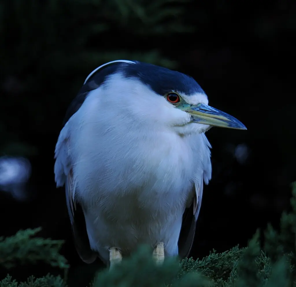 夜鹭(Nycticorax nycticorax)