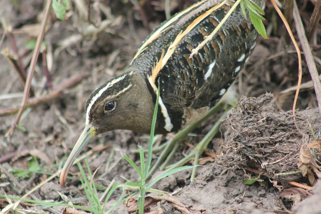 半领彩鹬(Nycticryphes semicollaris)