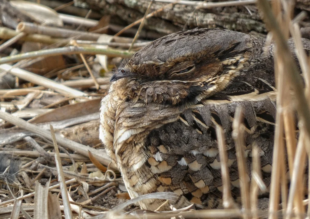 帕拉夜鹰(Nyctidromus albicollis)