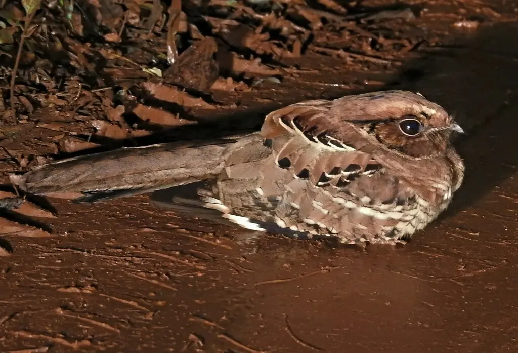 帕拉夜鹰(Nyctidromus albicollis)
