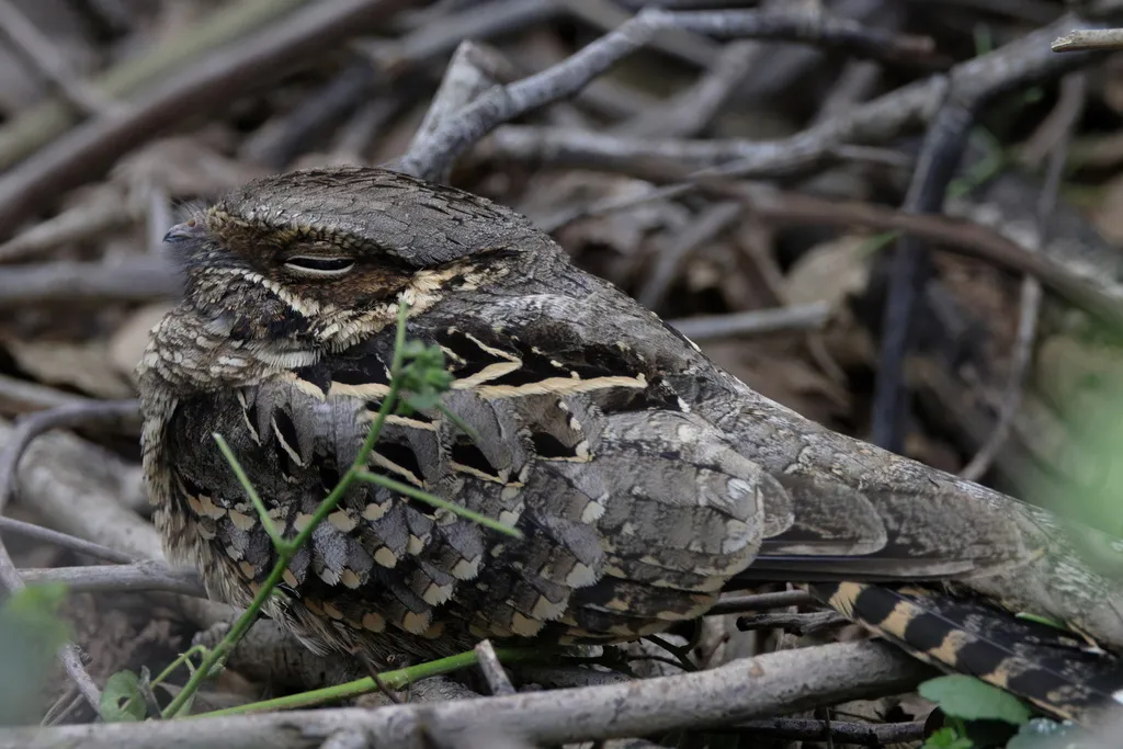帕拉夜鹰(Nyctidromus albicollis)