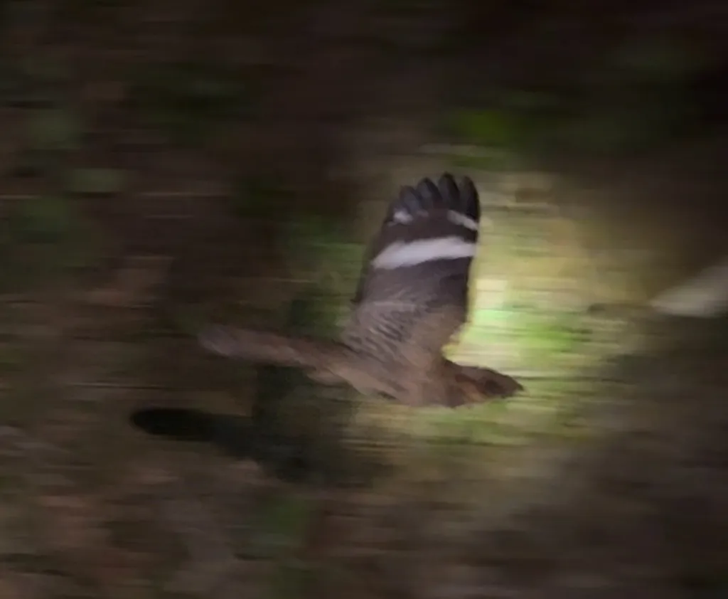 帕拉夜鹰(Nyctidromus albicollis)