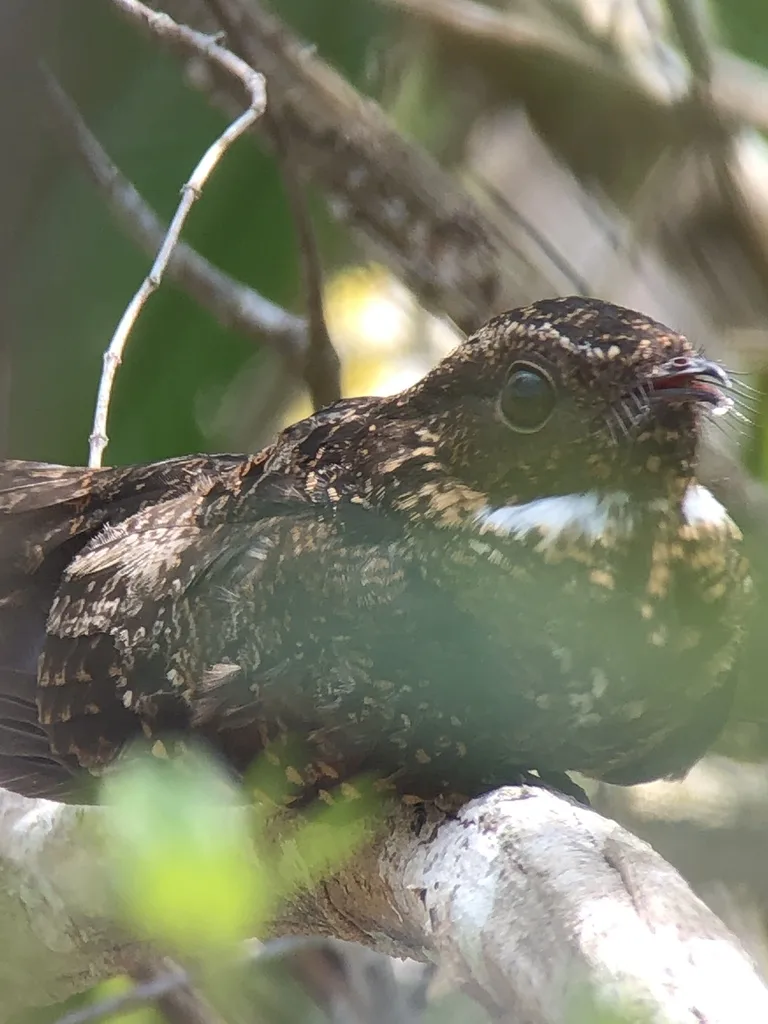暗色夜鹰(Nyctipolus nigrescens)