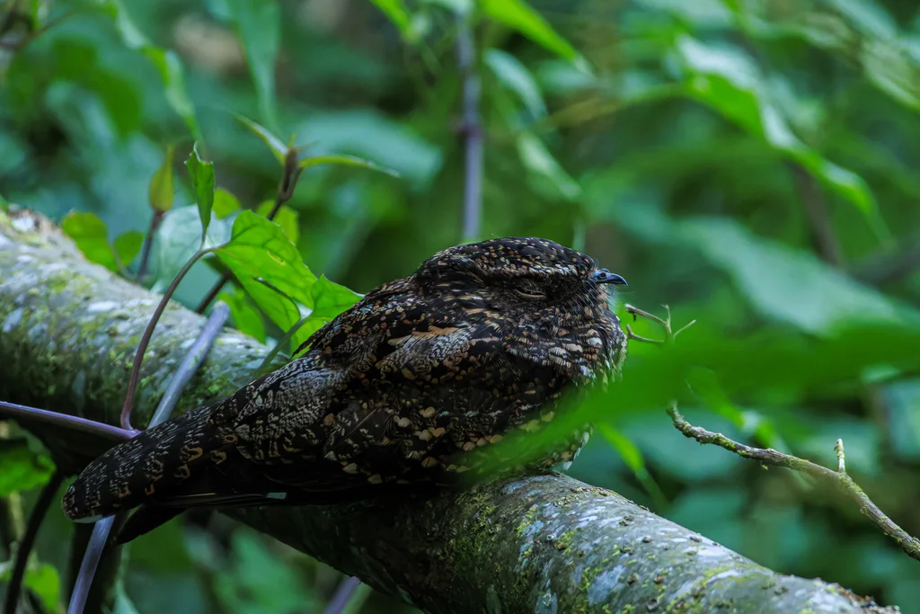 暗色夜鹰(Nyctipolus nigrescens)