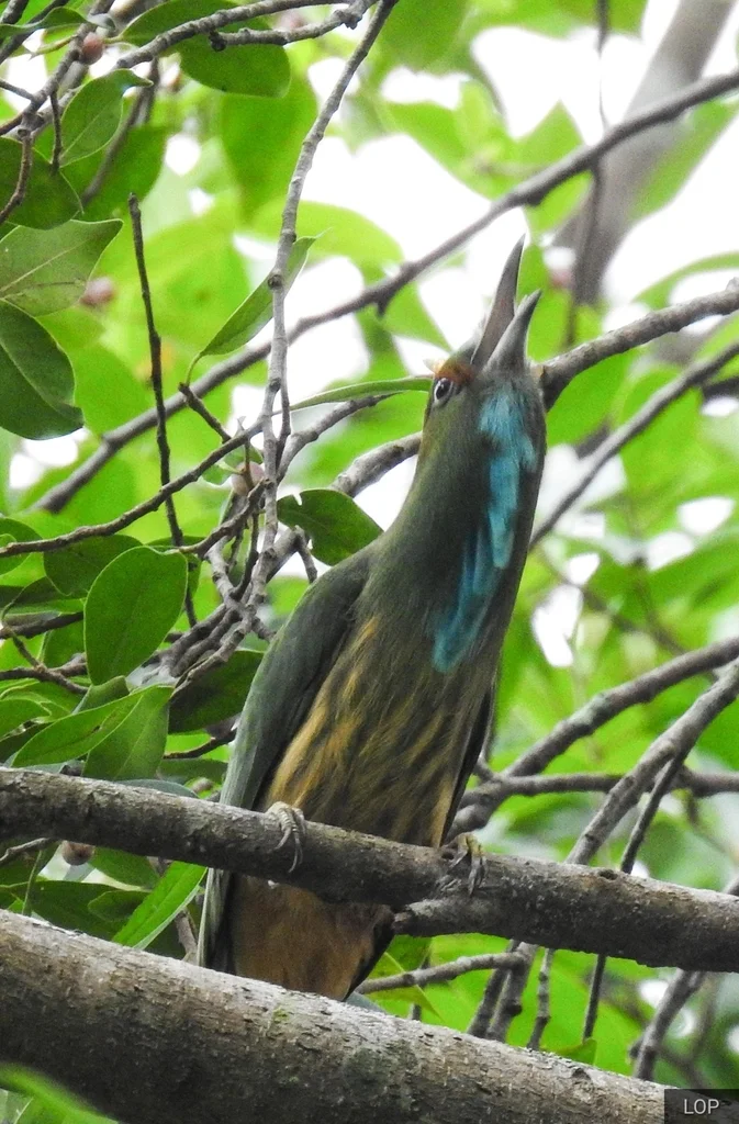 蓝须夜蜂虎(Nyctyornis athertoni)