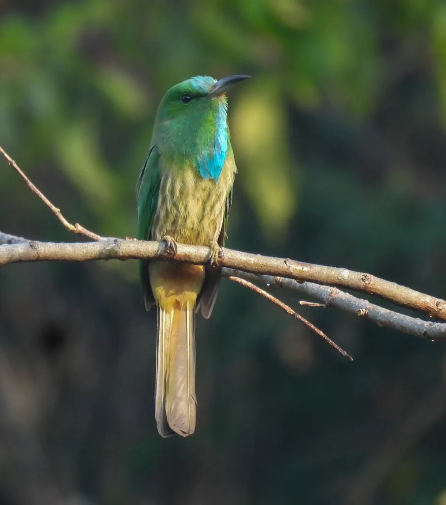 蓝须夜蜂虎(Nyctyornis athertoni)
