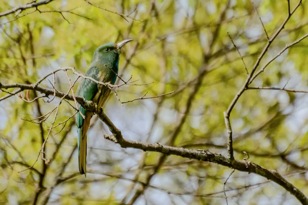 蓝须夜蜂虎(Nyctyornis athertoni)