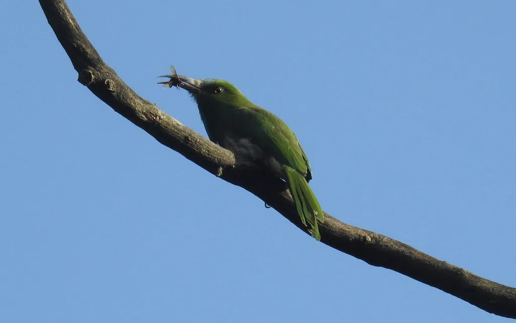 蓝须夜蜂虎(Nyctyornis athertoni)